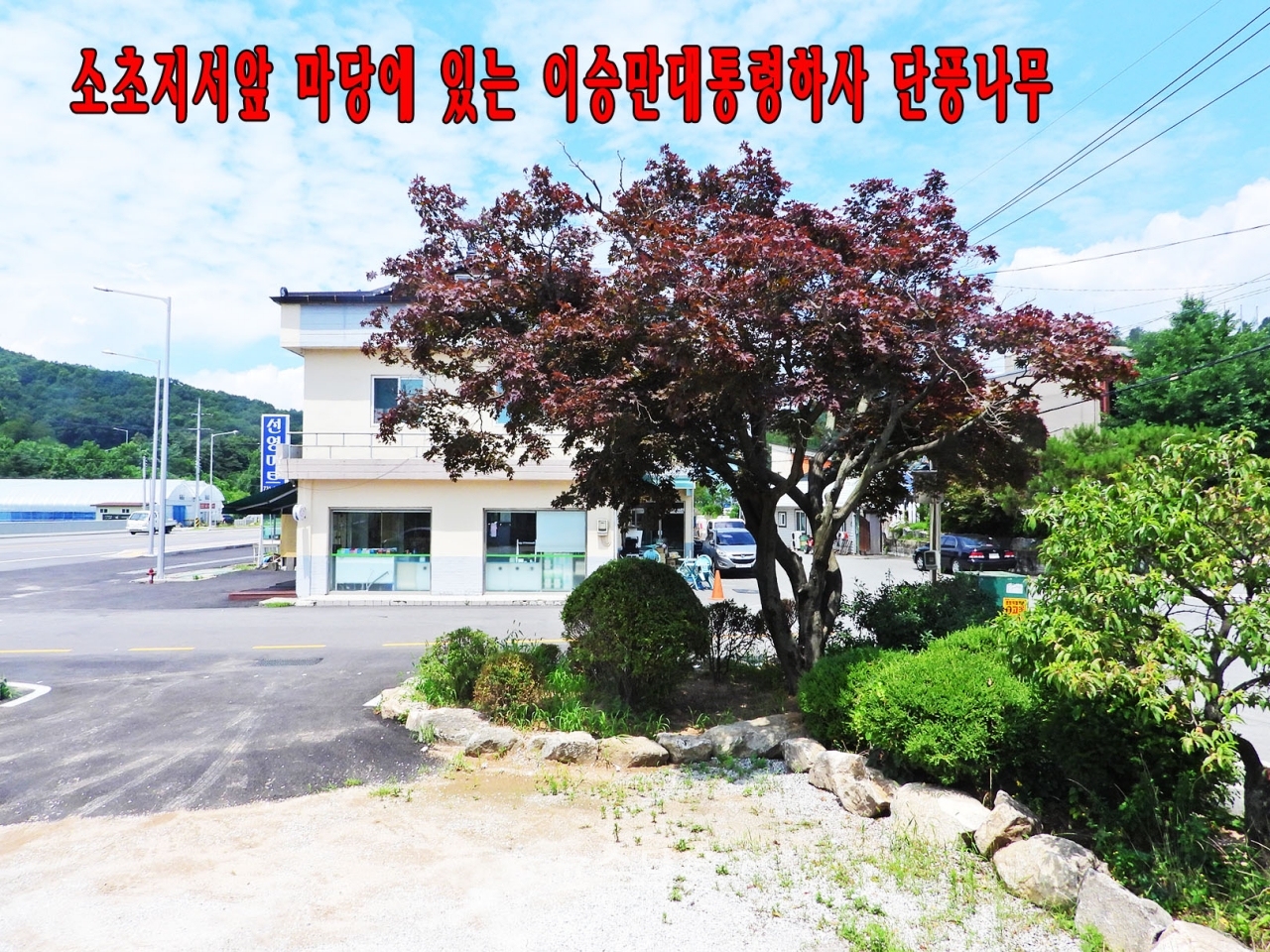 원주시 소초면 소초지서내 이승만 전대통령이 하사했다는 단풍나무