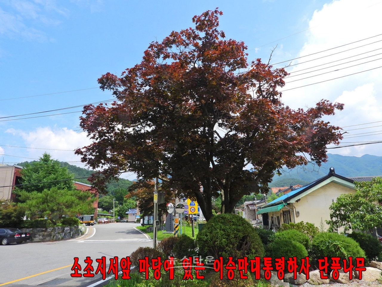 원주시 소초면 소초지서내 이승만 전대통령이 하사했다는 단풍나무
