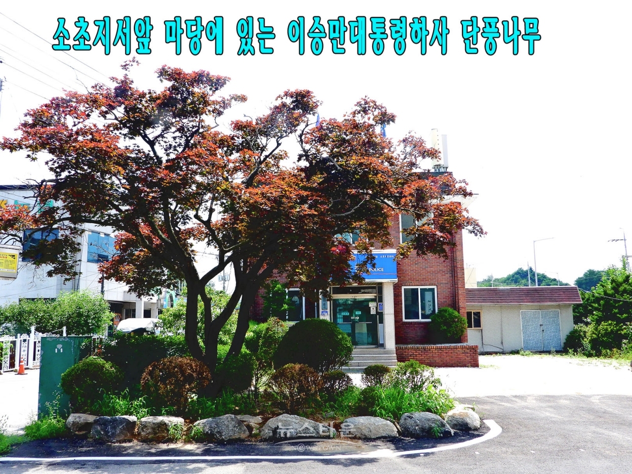 원주시 소초면 소초지서내 이승만 전대통령이 하사했다는 단풍나무