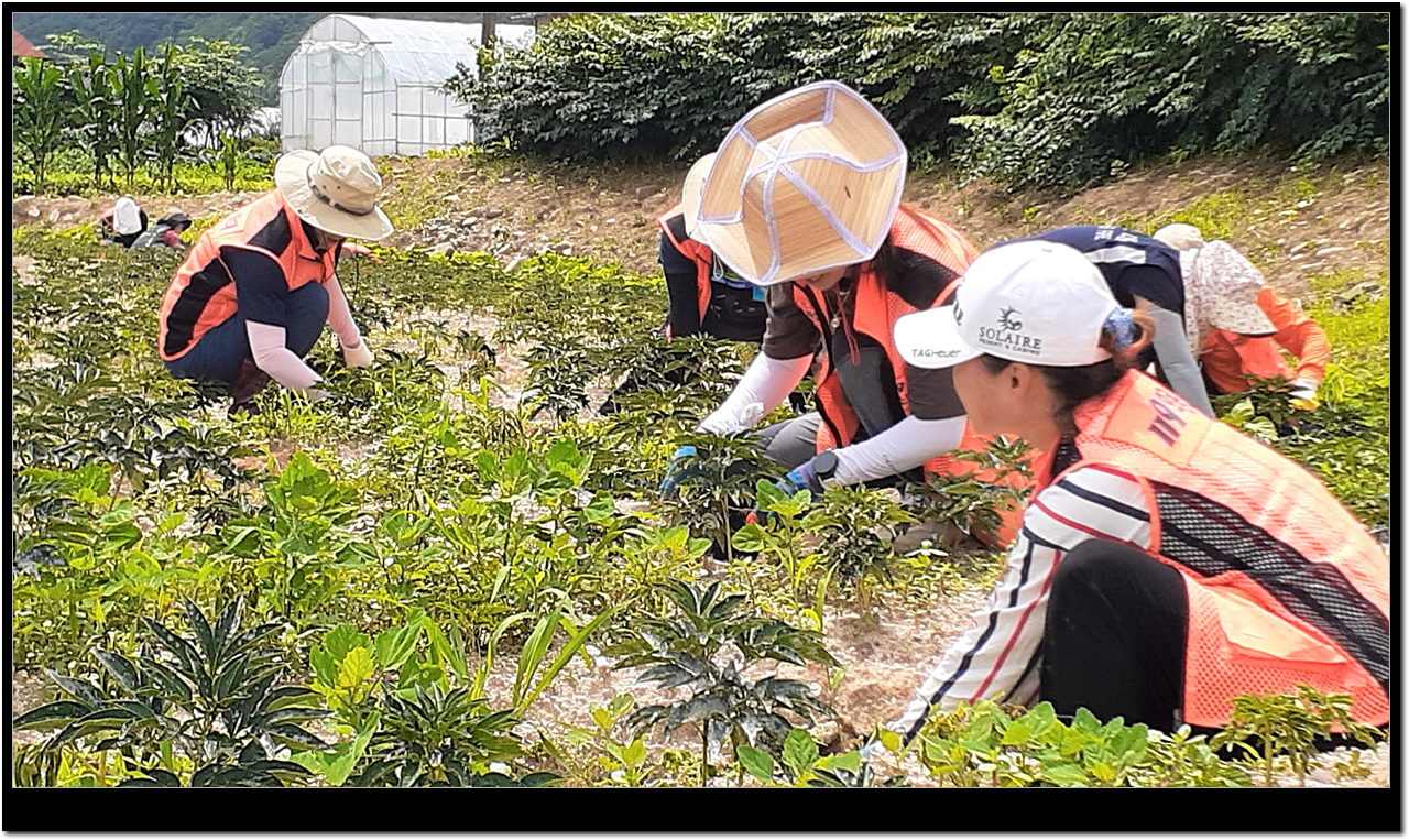 홍천읍여성의용소방대 농촌일손돕기 현장