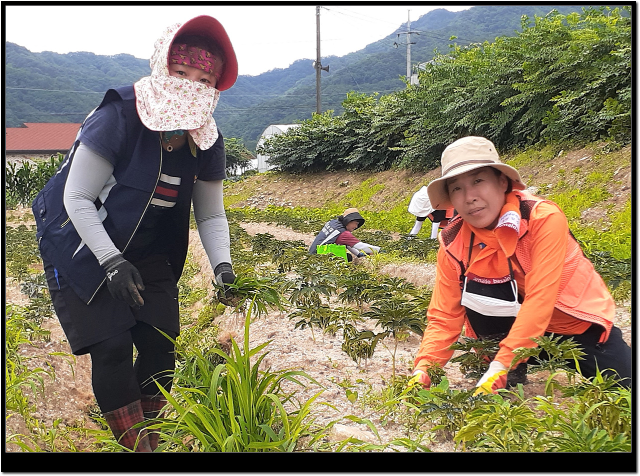 홍천읍여성의용소방대 농촌일손돕기 현장