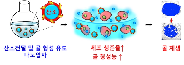 산소 전달 및 골 형성을 유도할 수 있는 나노입자의 세포 생존율 및 골 형성능 향상을 통한 골 재생 촉진