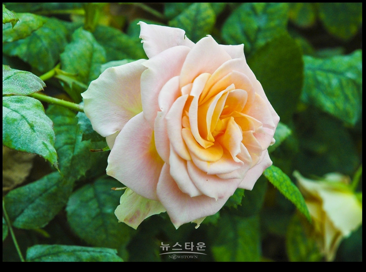 아름다운 여름장미