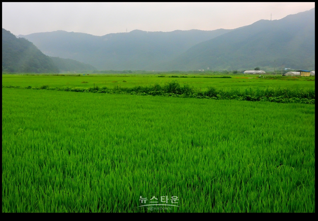 초록빛 바다, 門前沃畓 (문전옥답) , 都農마을