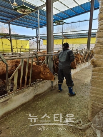 구제역 백신 접종 모습