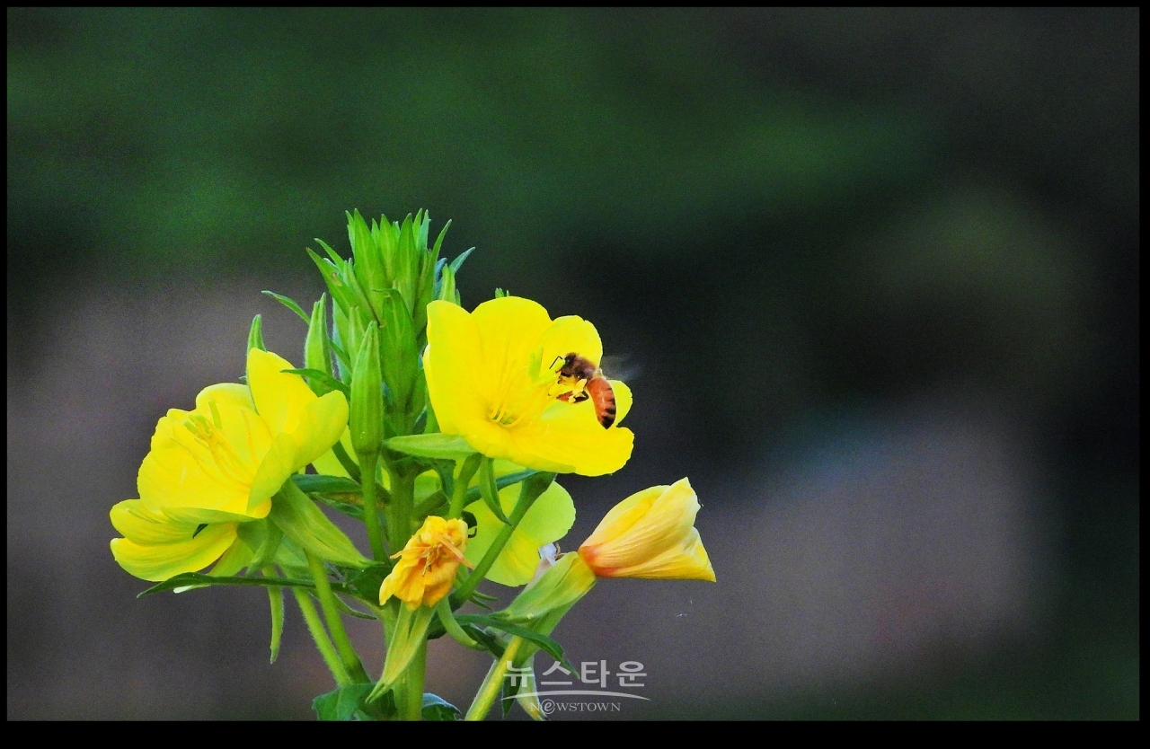 달맞이꽃과 여름