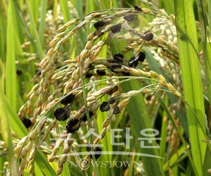 이삭누름병