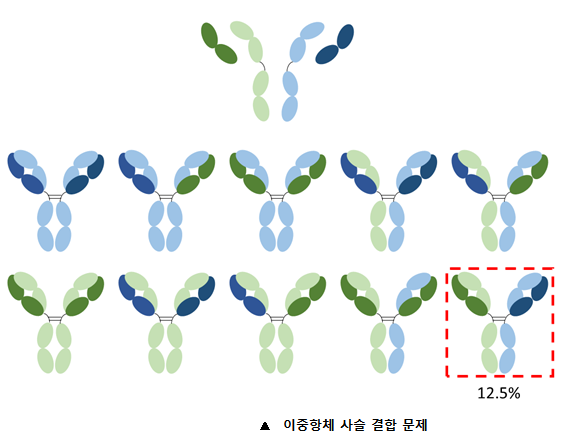 한 개의 이중항체를 구성하는 4개의 사슬(맨 위)이 무작위적으로 결합할 경우 생성될 가능성이 있는 10가지 조합(하단 2줄) 중 목적하는 조합은 12.5%(빨간 점선 박스)이다. 이들이 섞여 있을 경우, 정제과정에서 목적하는 조합만을 높은 순도로 분리하는 것은 기술적으로 매우 어렵다. (출처: https://absoluteantibody.com/antibody-resources/antibody-engineering/bispecifics/)