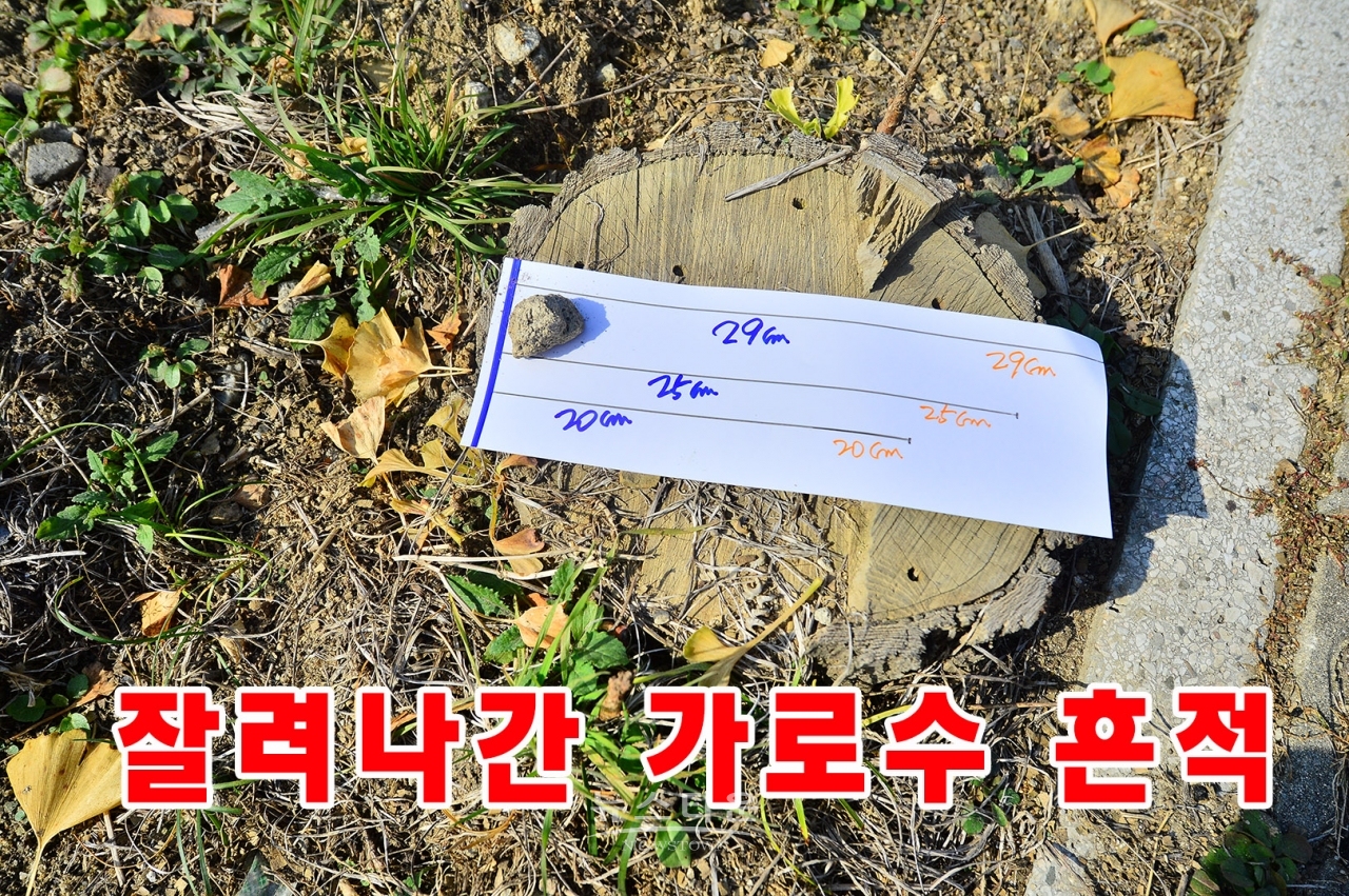 가로수 훼손현장 사진(은행나무)