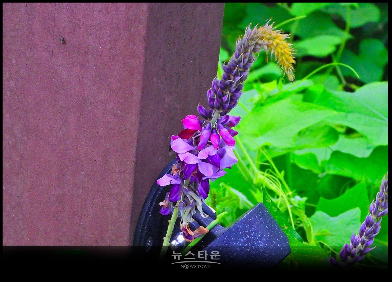 아름다운 자주빛 칡꽃
