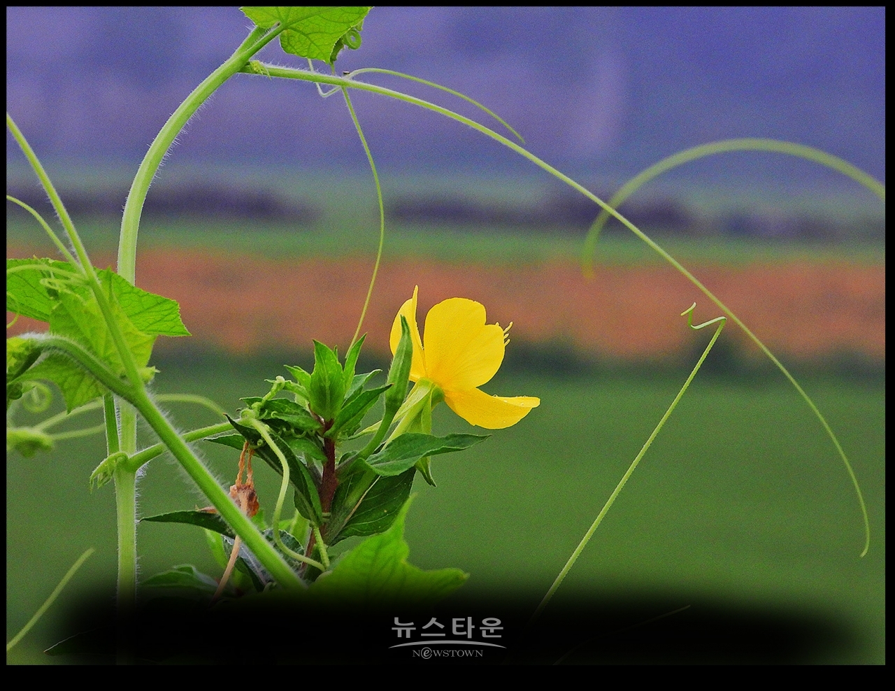 6~7월 달맞이꽃의 자태는 초록색이다.