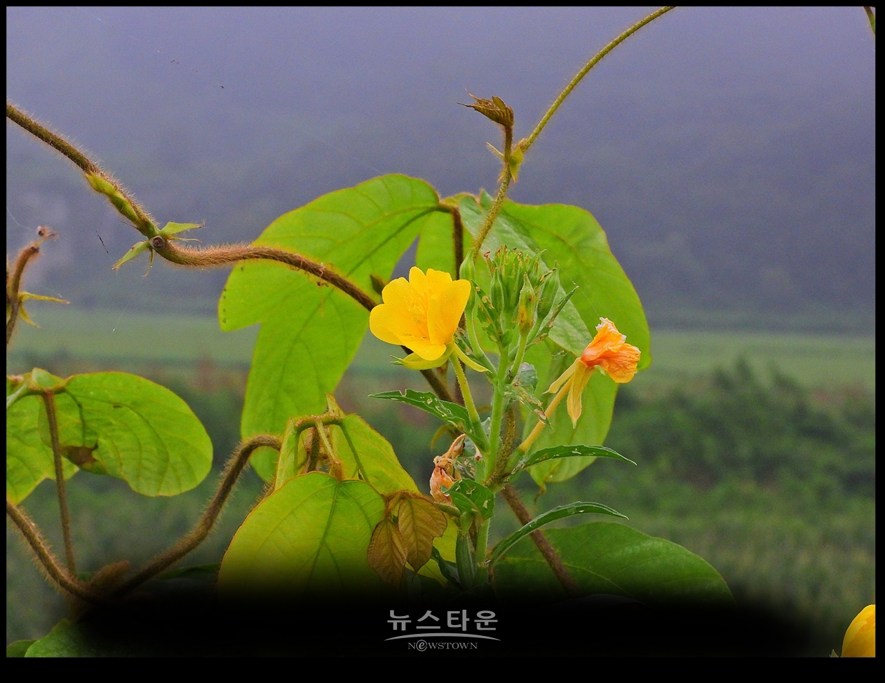 6~7월 달맞이꽃의 자태는 초록색이다.