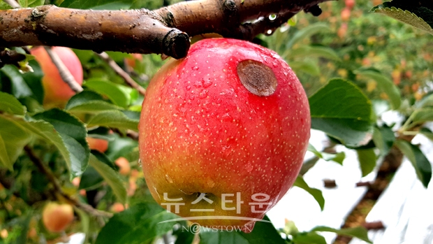 사과탄저병