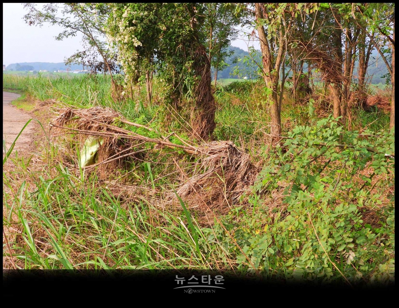 원주섬강 장마가 지나간 후 장면