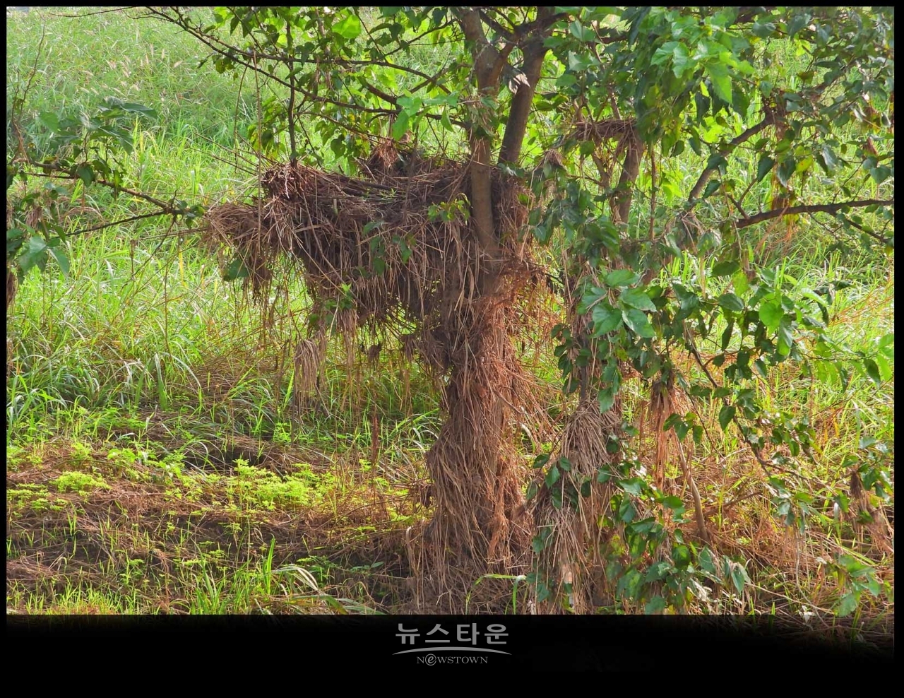 원주섬강 장마가 지나간 후 장면
