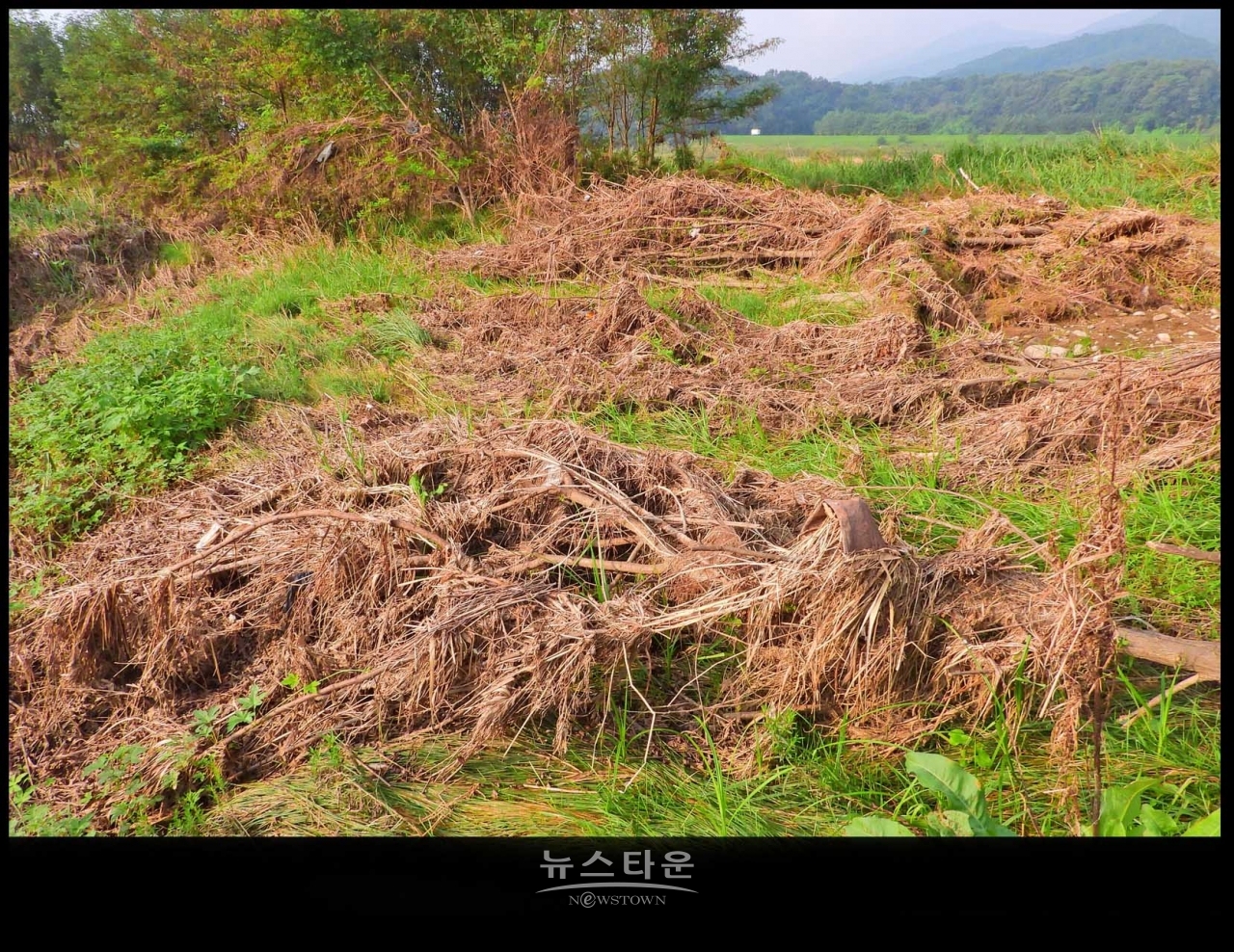 원주섬강 장마가 지나간 후 장면