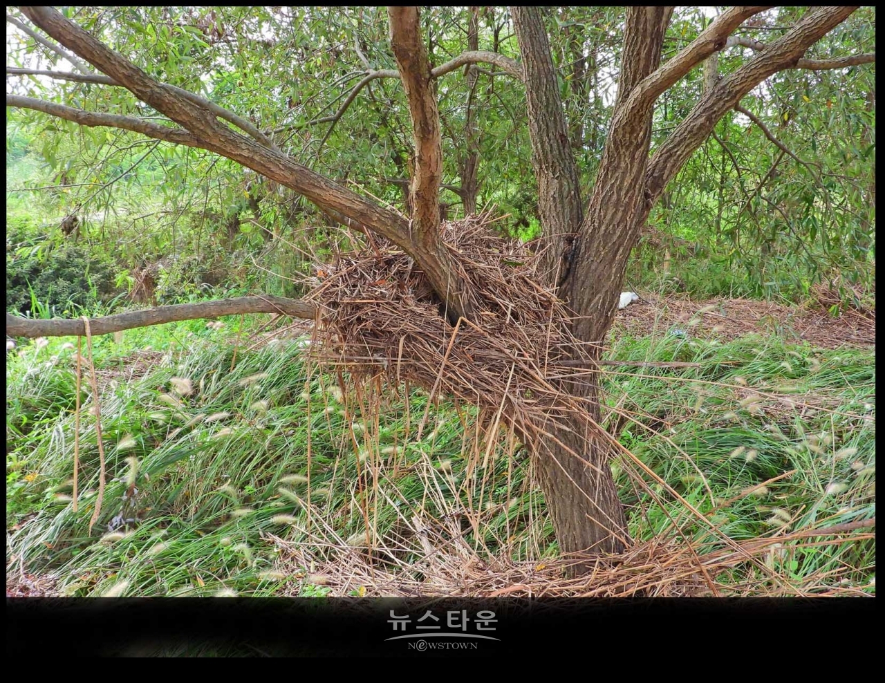 원주섬강 장마가 지나간 후 장면