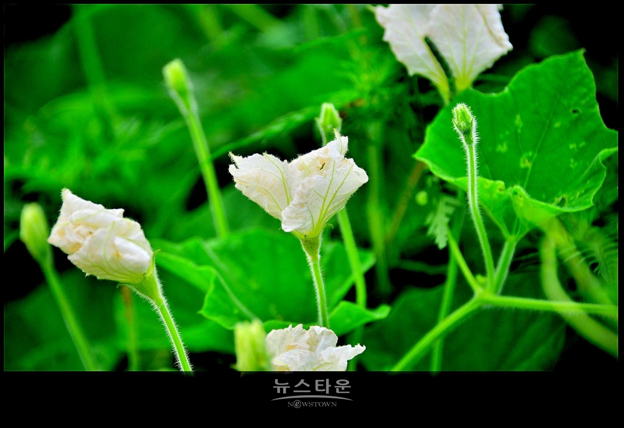 조롱박이 달리기 시작했어요