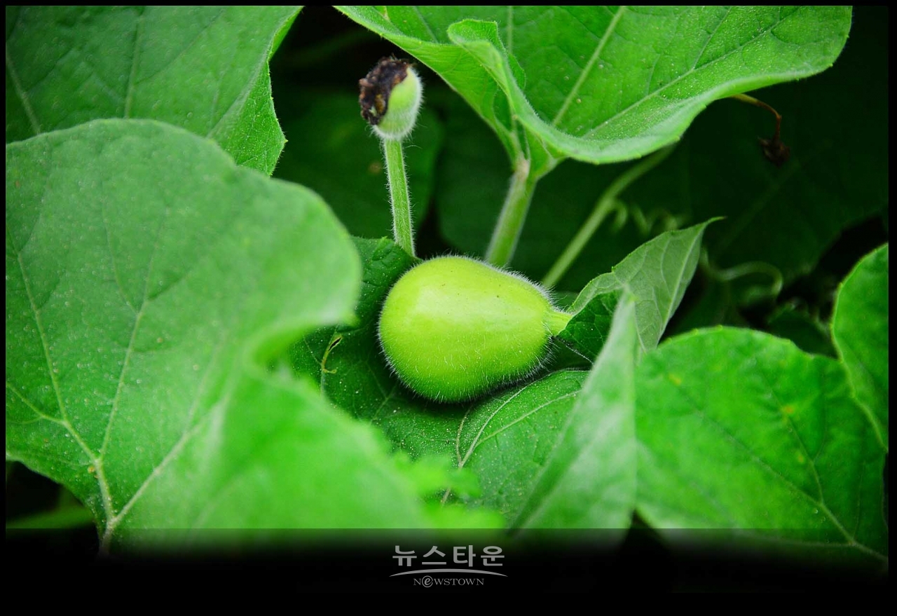 조롱박이 달리기 시작했어요