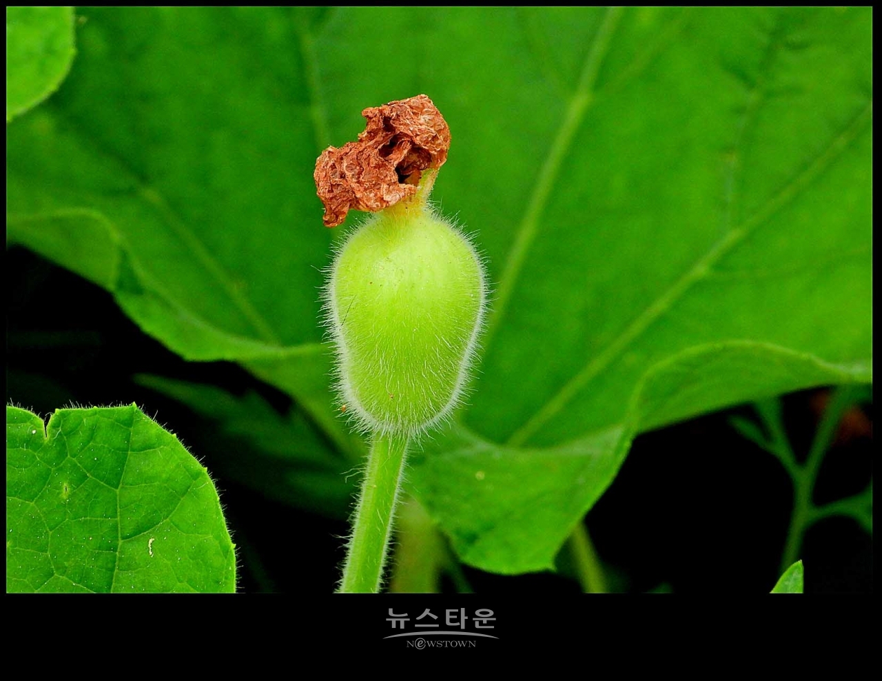 조롱박이 달리기 시작했어요