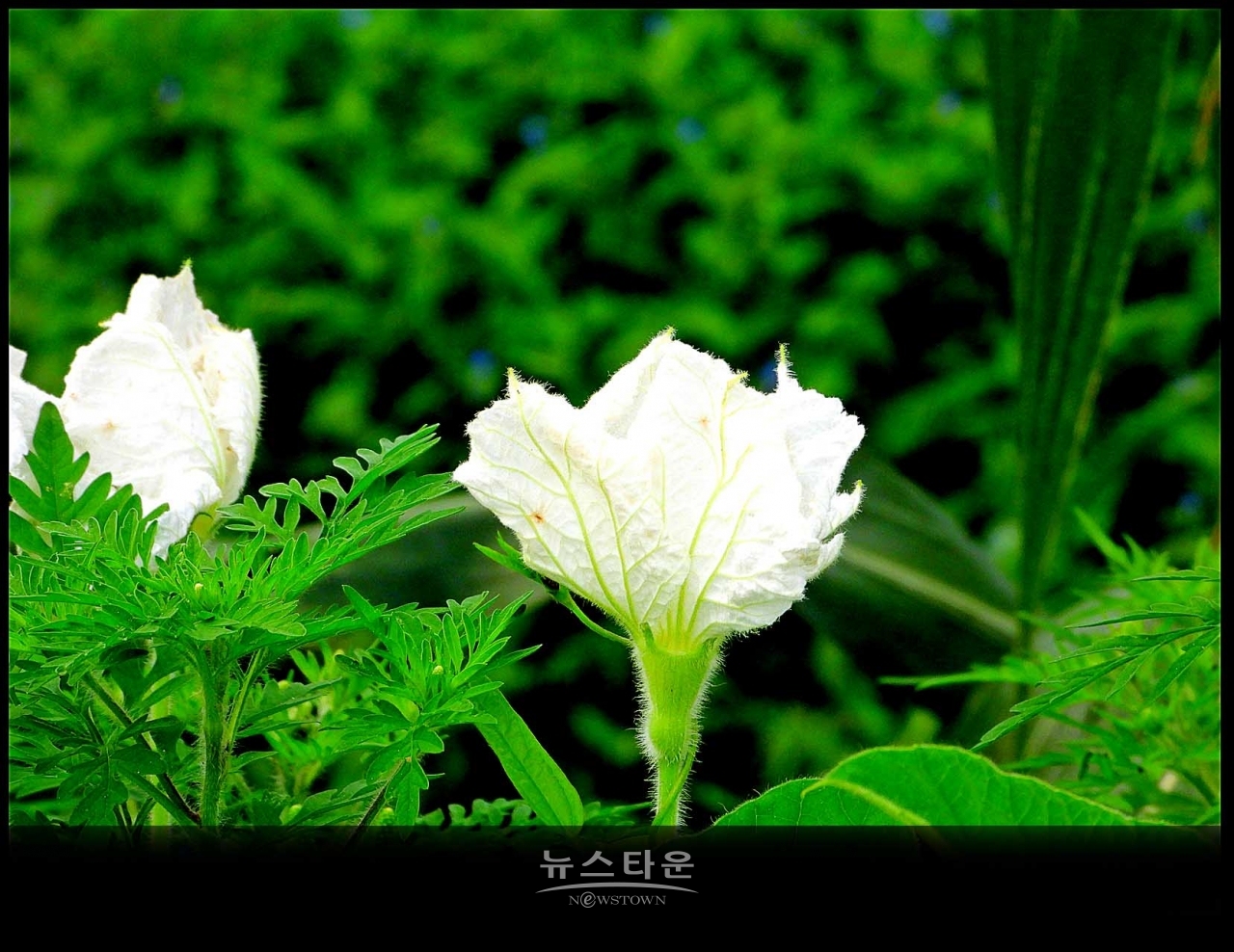 조롱박이 달리기 시작했어요