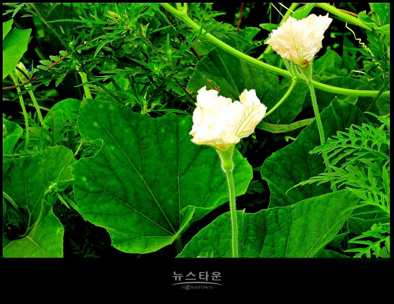 조롱박이 달리기 시작했어요