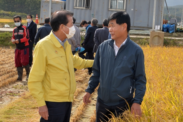 강화섬쌀 수확현장