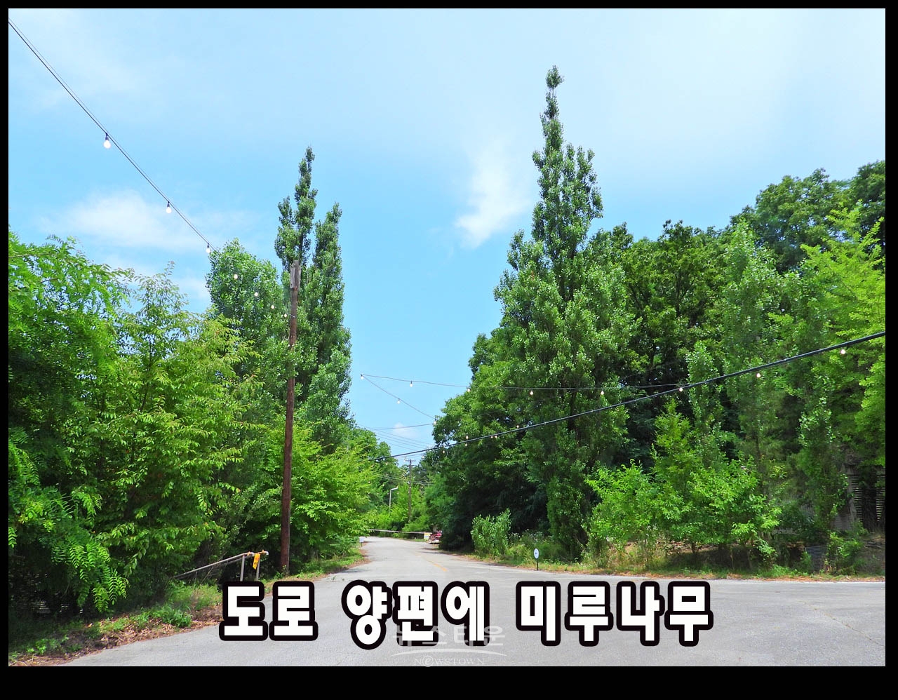 캠프 롱 내에 존치되고 있는 나무, 시설물 관련사진