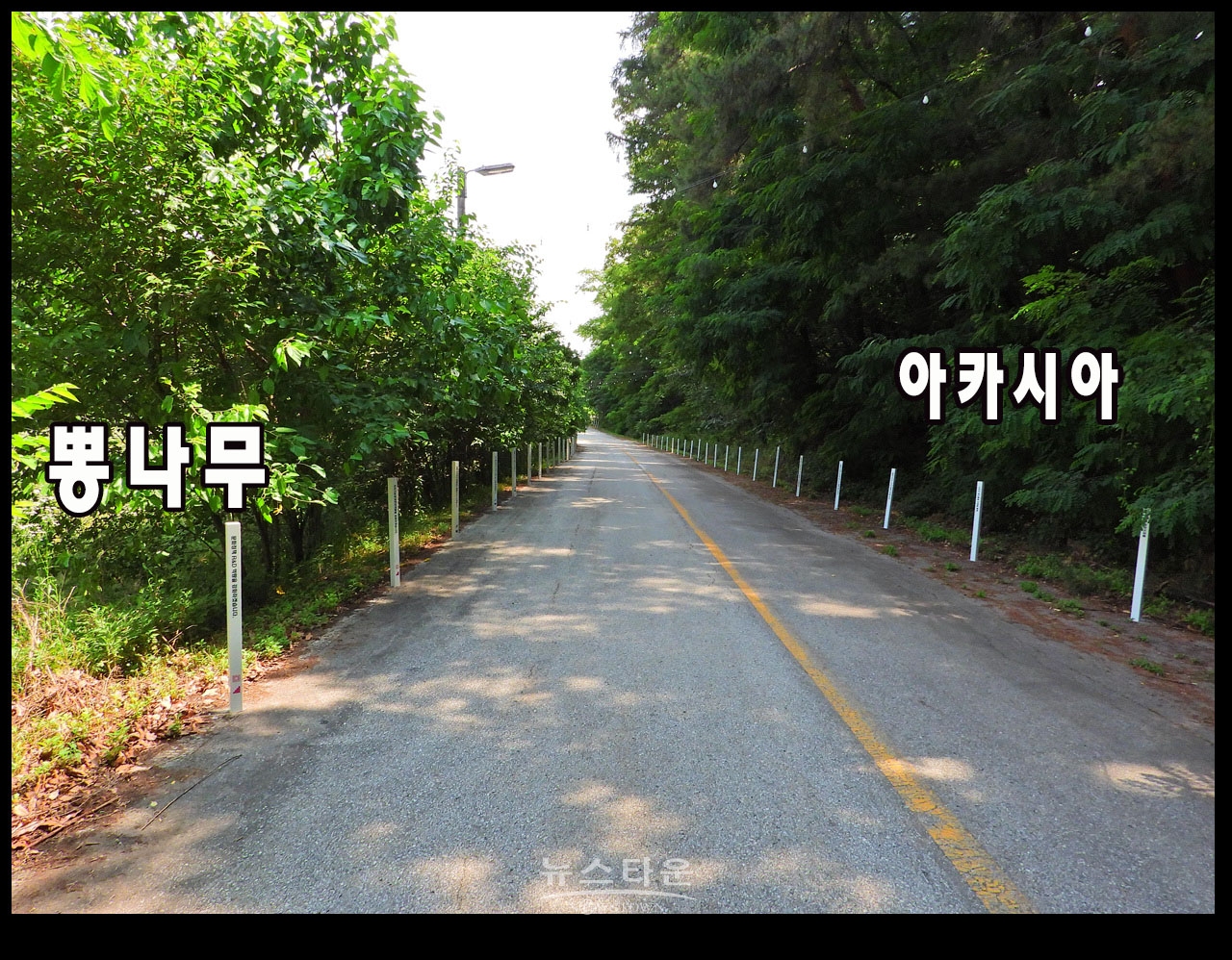 캠프 롱 내에 존치되고 있는 나무, 시설물 관련사진