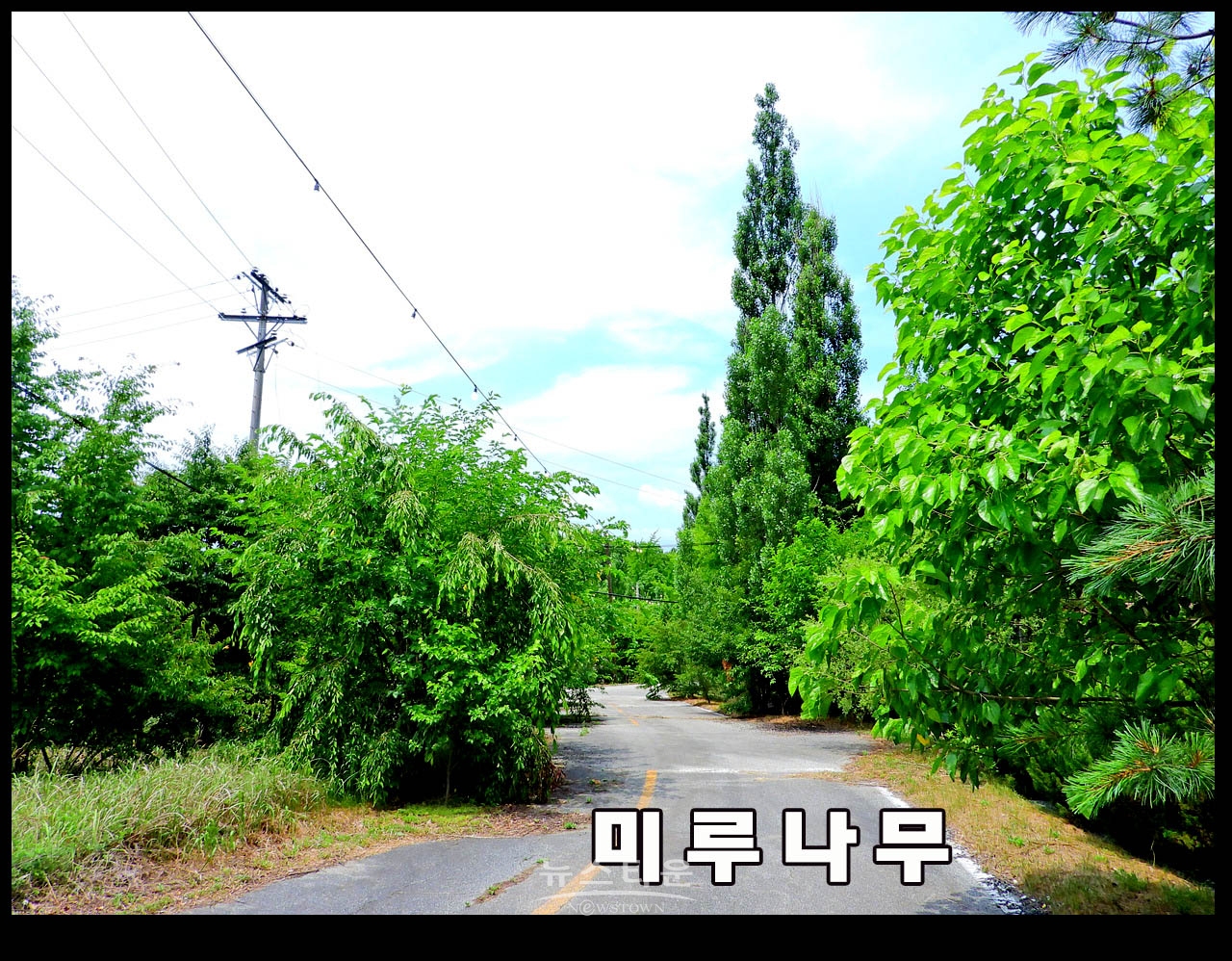 캠프 롱 내에 존치되고 있는 나무, 시설물 관련사진