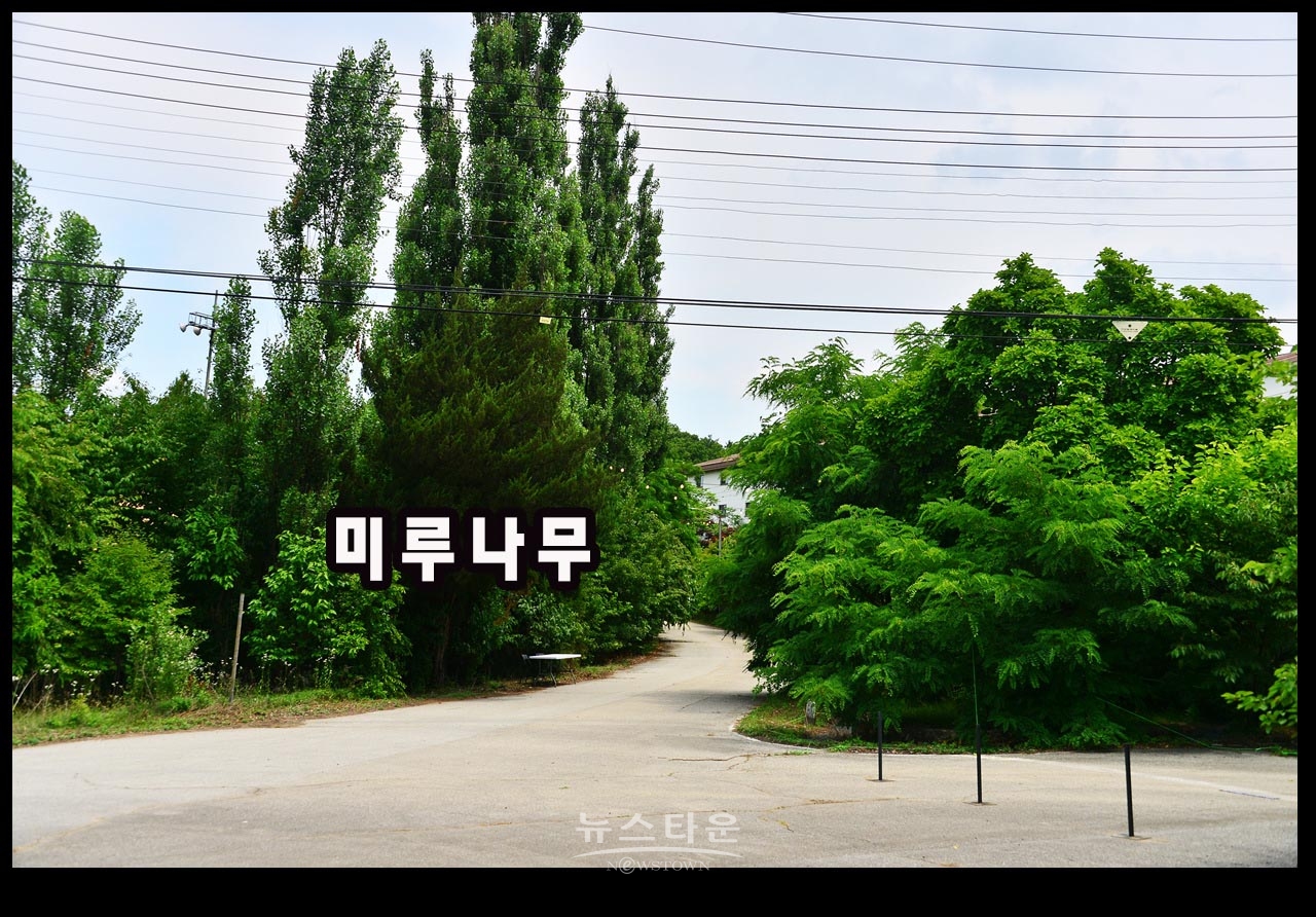 캠프 롱 내에 존치되고 있는 나무, 시설물 관련사진