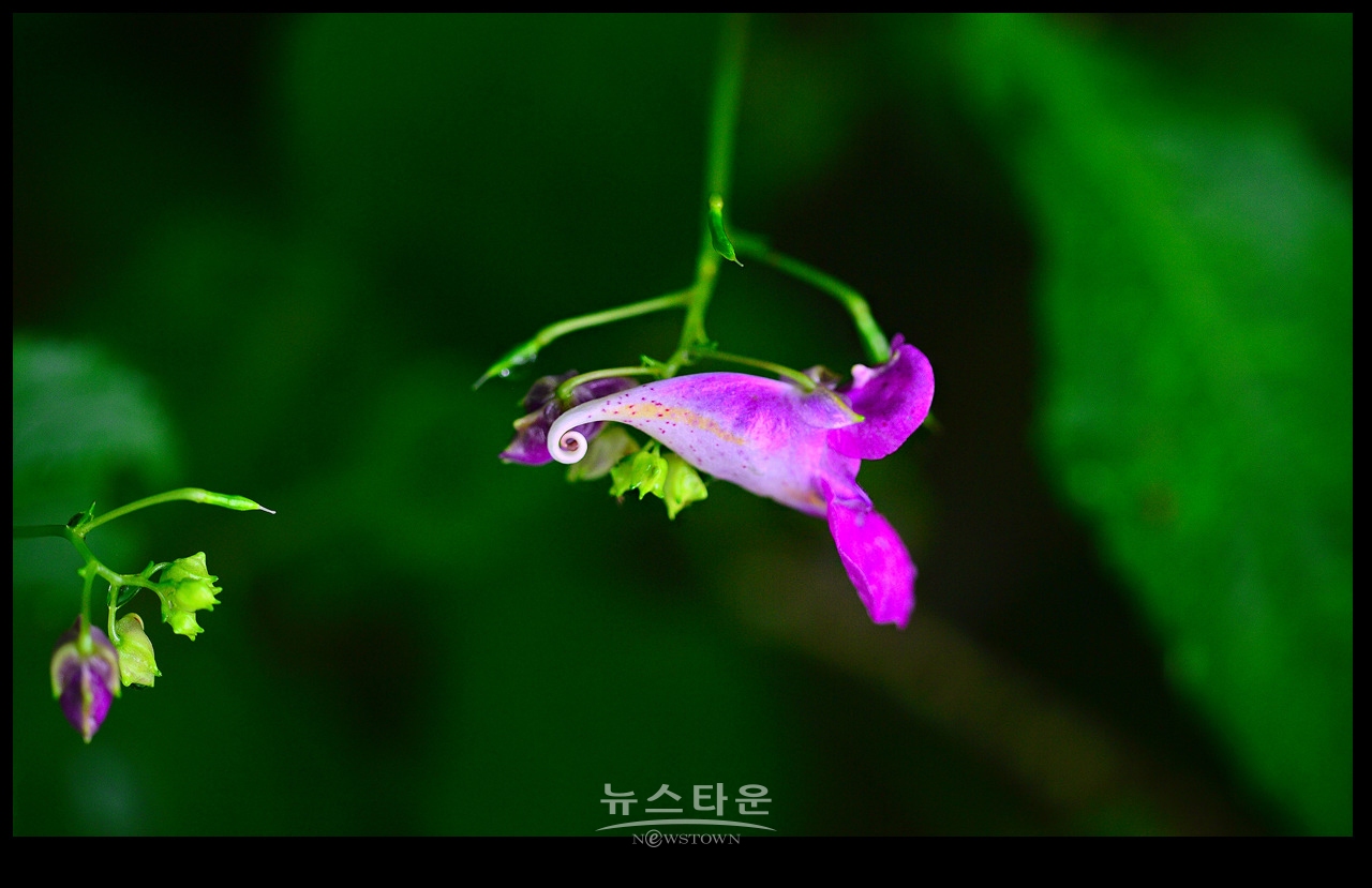 물봉숭아