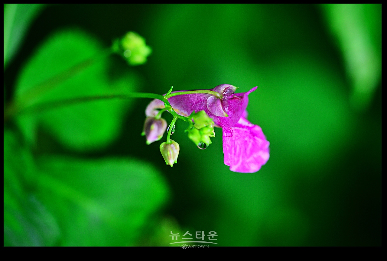 물봉숭아