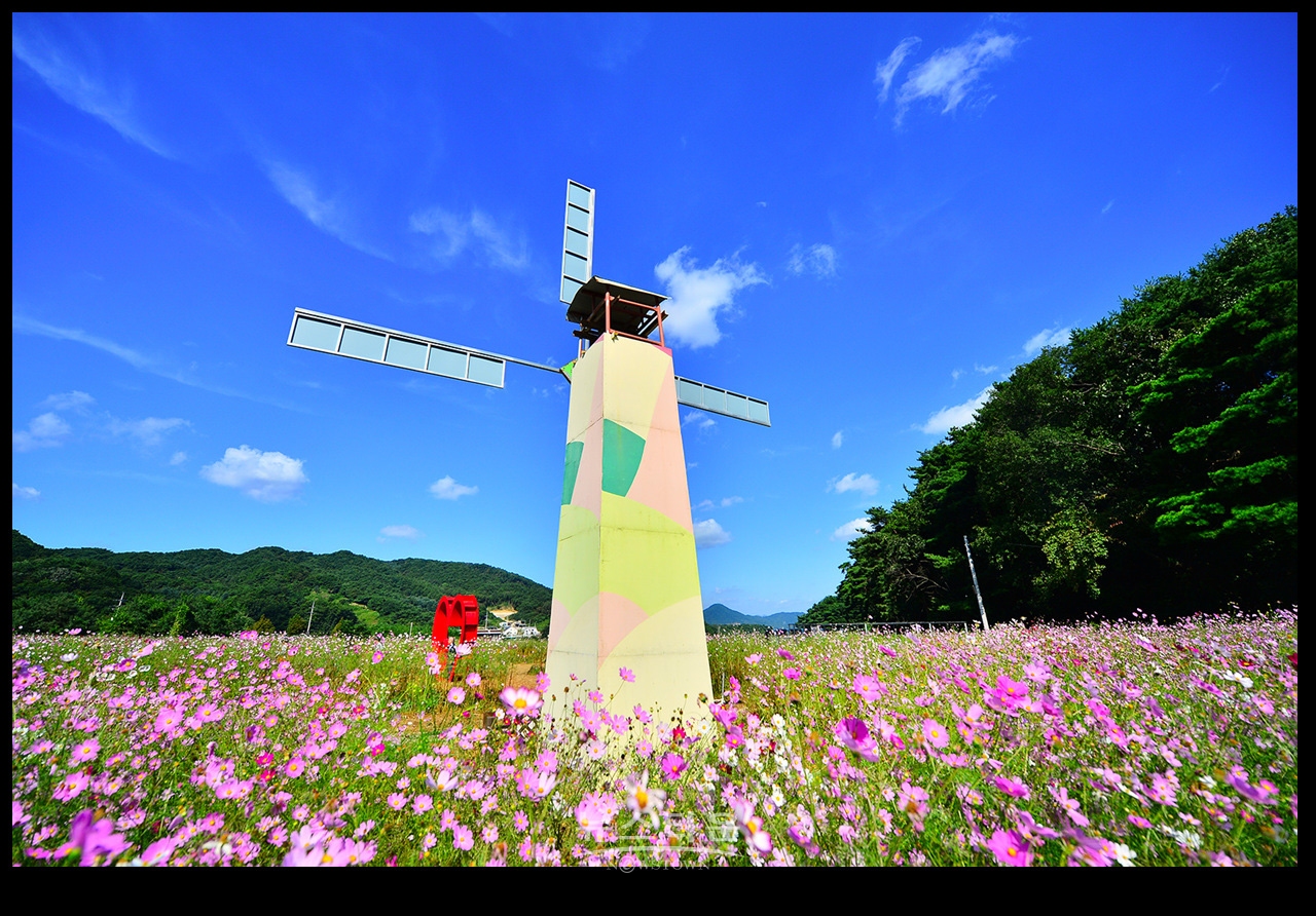 용수골 꽃중에 코스모스 꽃