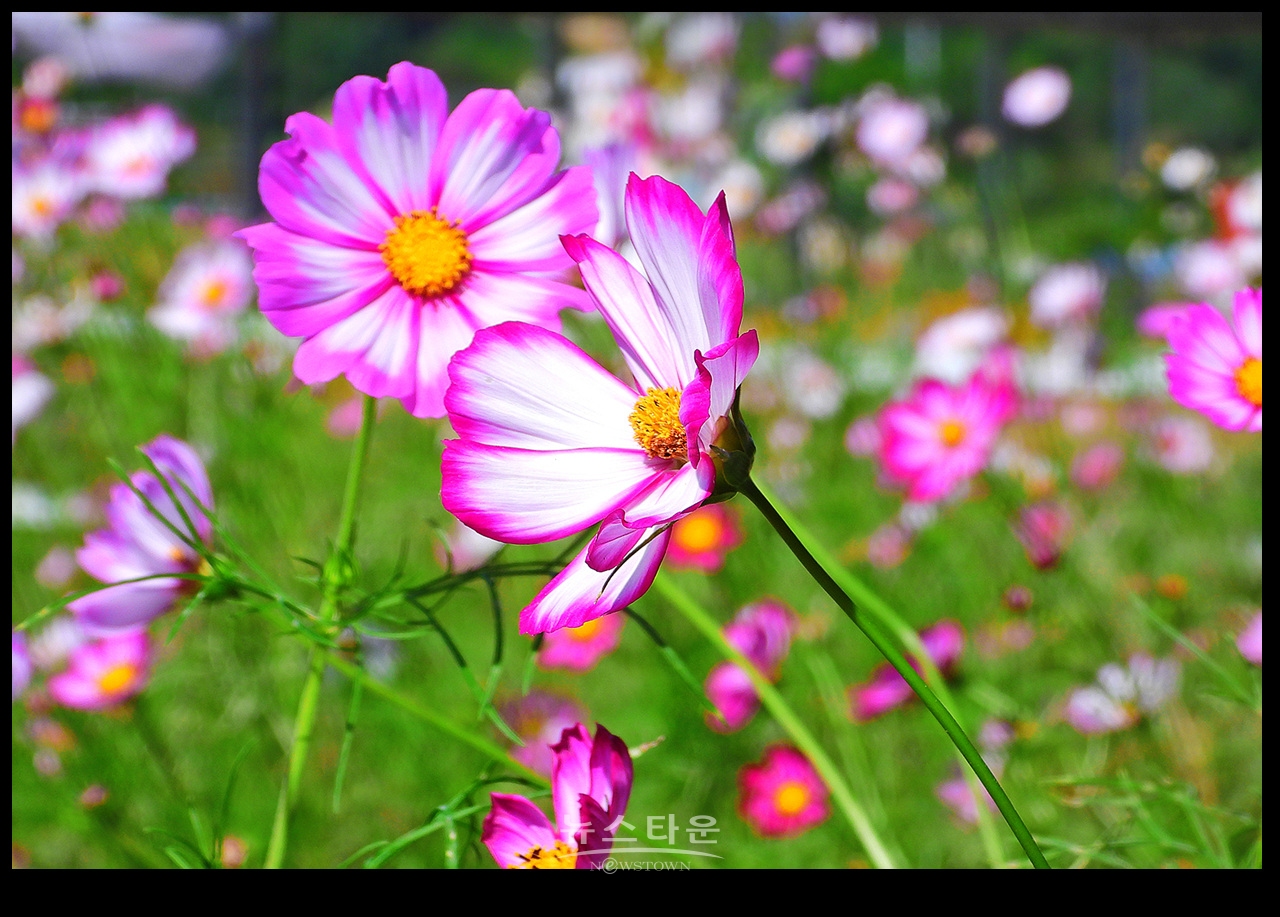 용수골 꽃중에 코스모스 꽃