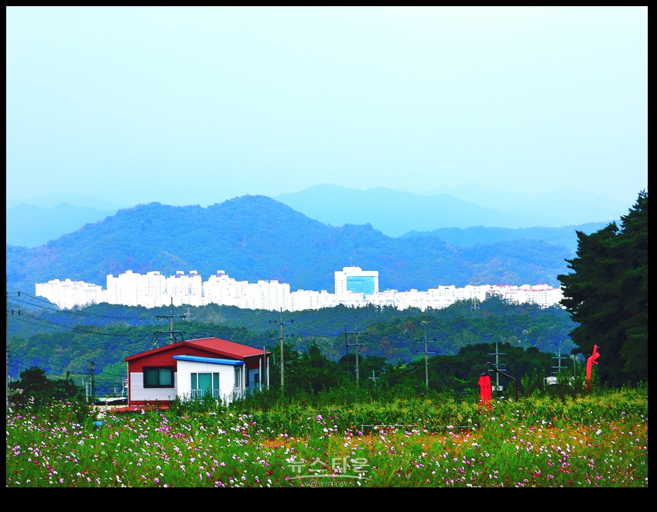 용수골 꽃중에 코스모스 꽃