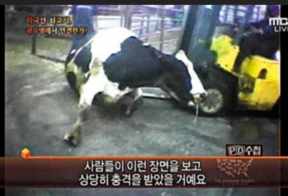 MBC PD수첩 '광우병' 방송