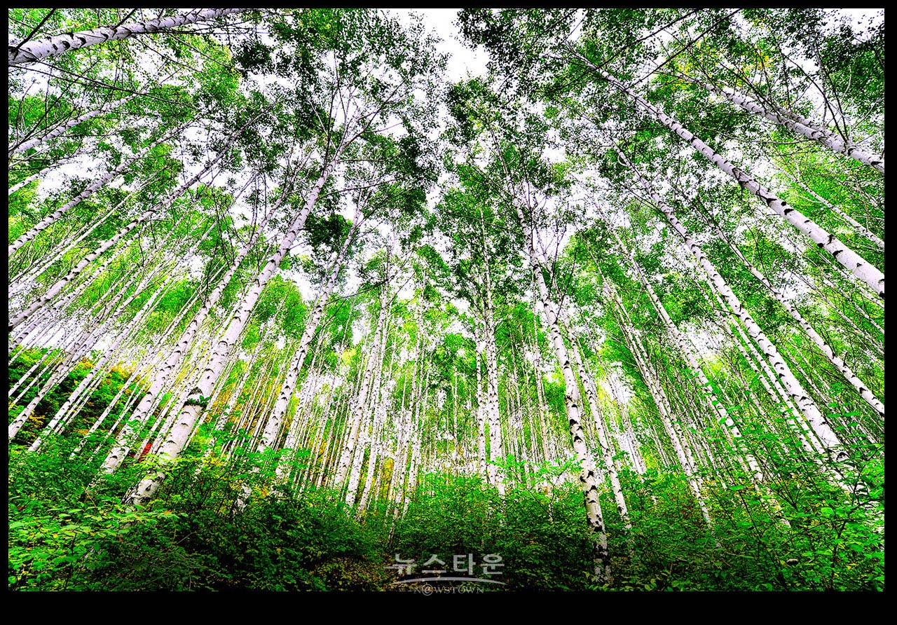 인제자작나무숲 8년 전 10월풍경