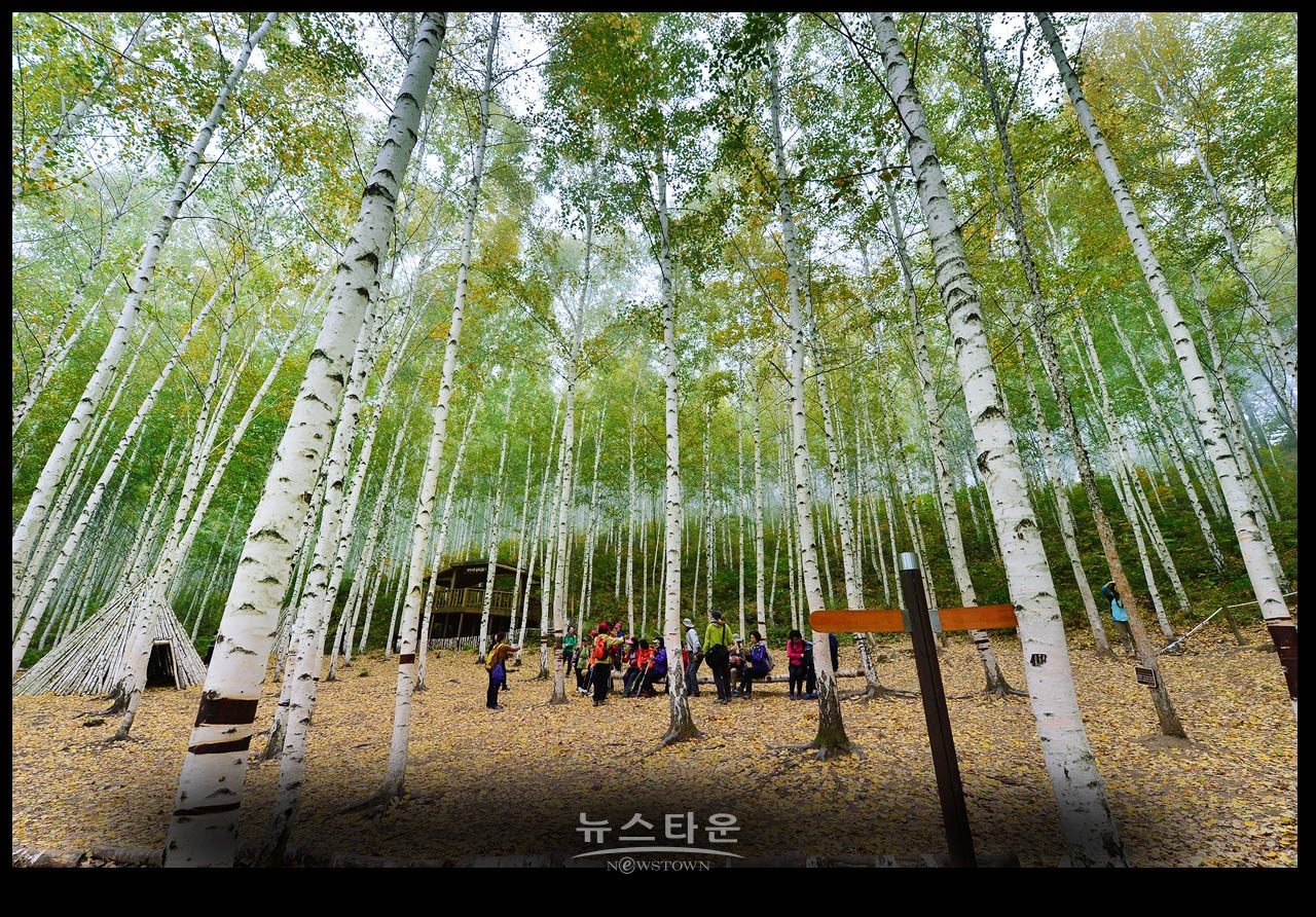 인제자작나무숲 8년 전 10월풍경