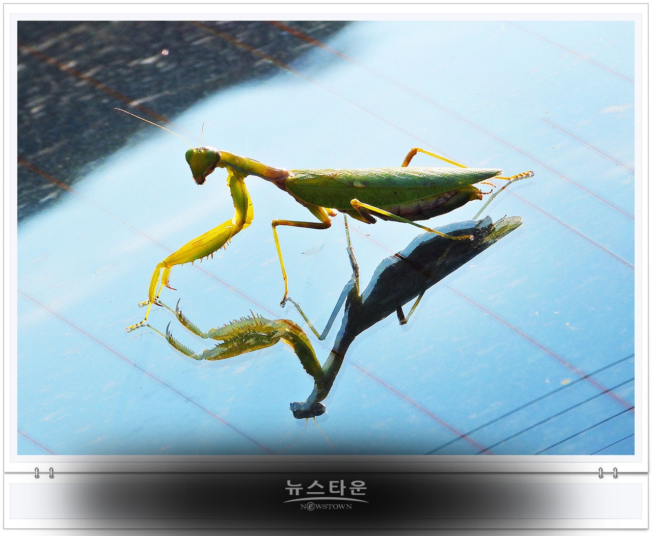 으시시한 무서운 사마귀