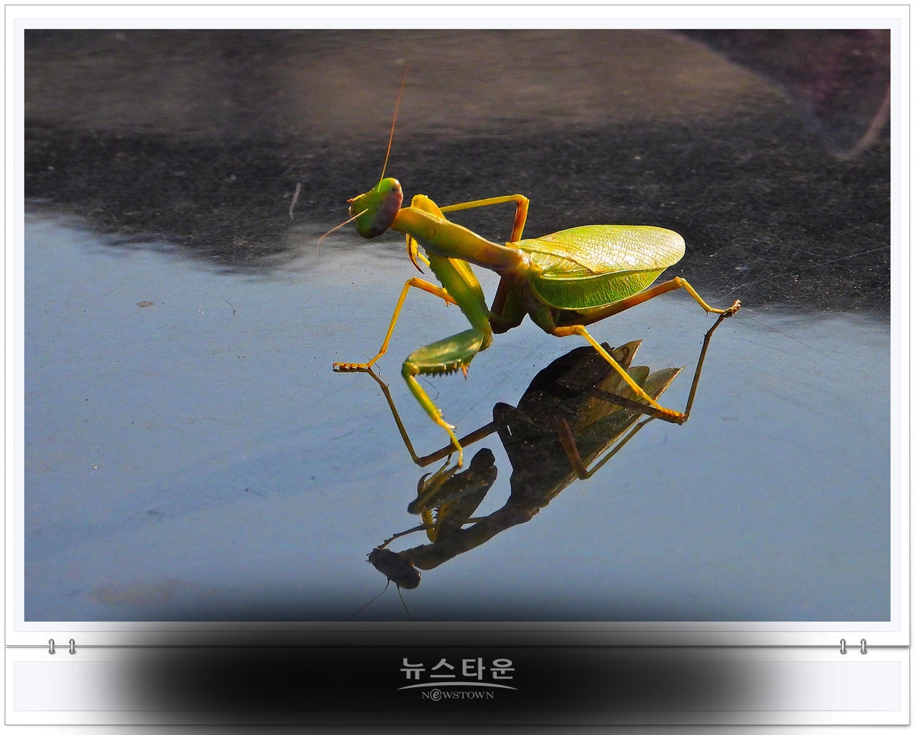 으시시한 무서운 사마귀