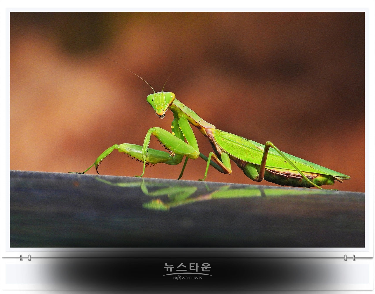 으시시한 무서운 사마귀