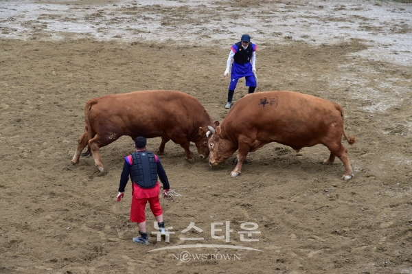 2021년 소싸움경기