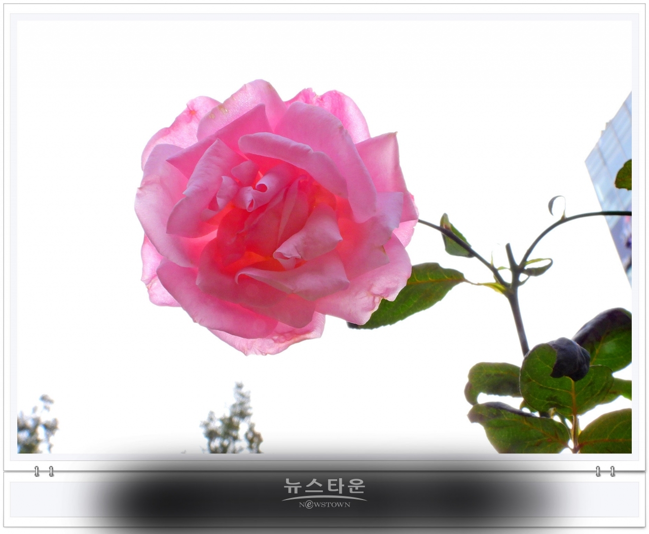 단계동 장미공원에서