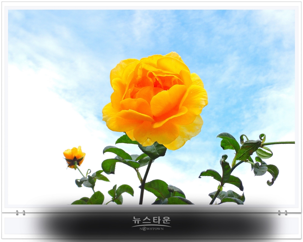 단계동 장미공원에서