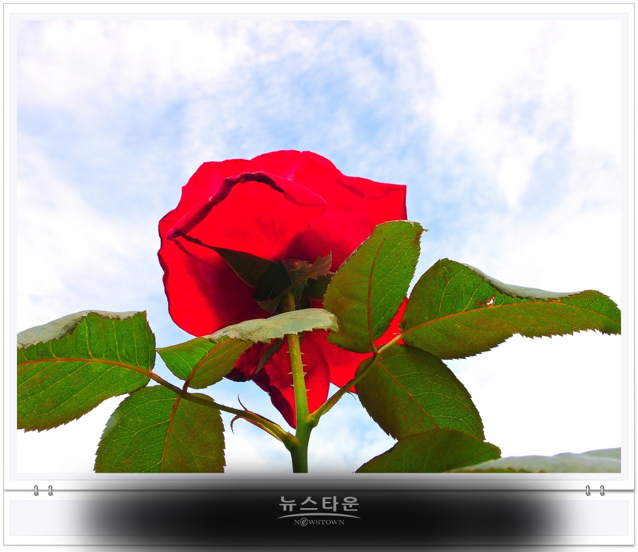 단계동 장미공원에서