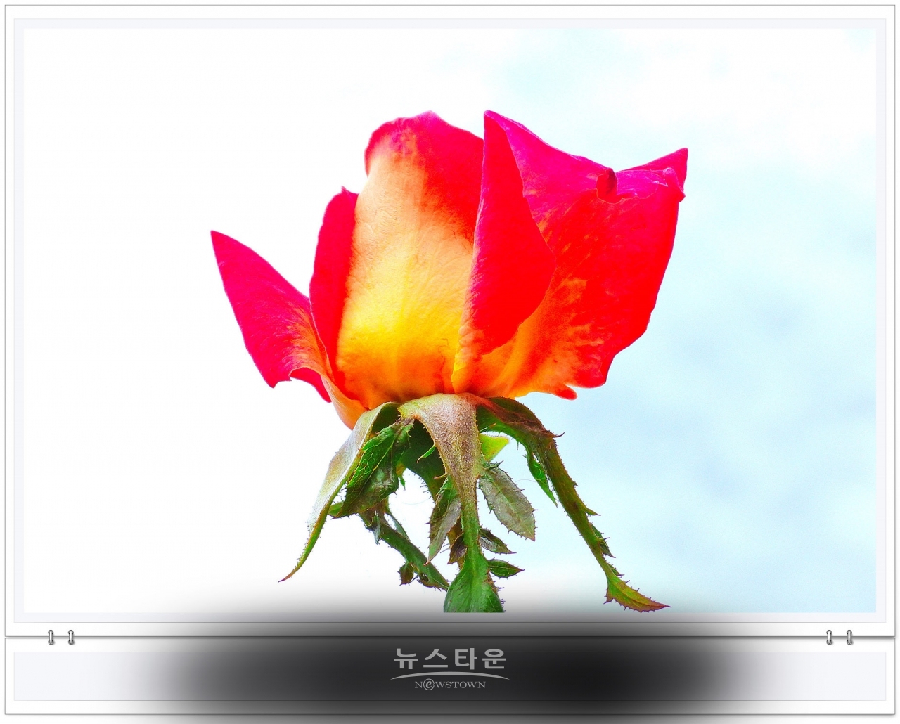 단계동 장미공원에서
