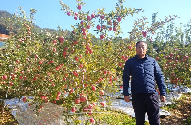 충주시농업기술센터가 ‘사과의 고장 충주와 최고의 품질을 홍보’하기 위한 일환으로 ‘사과 최고 명인’ 최종 4인을 선정했다. 사진) 충주시 동량면 전상훈 씨(남, 54세)