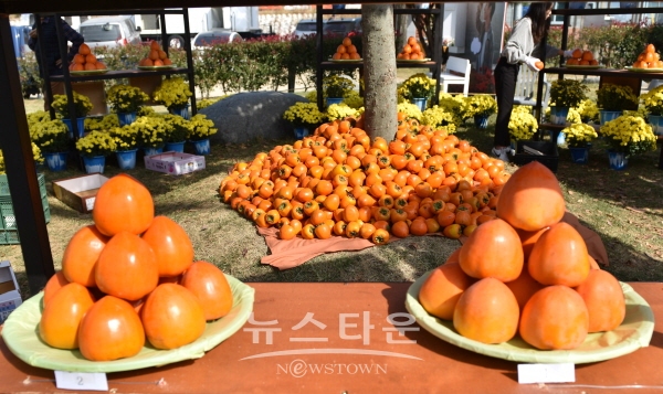 악양 대봉감