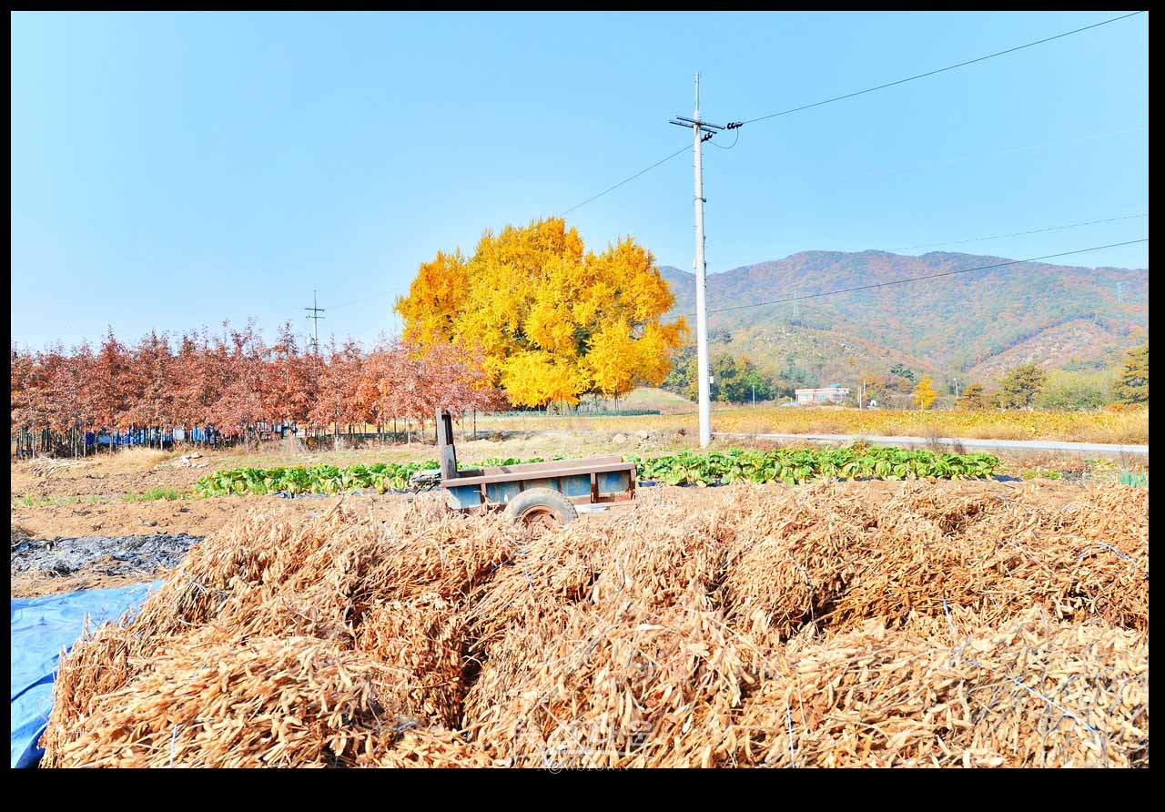 800년의 위용 원주 문막읍 반계리 은행나무